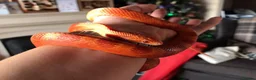 Corn Snake reptiles for sale: Cornsnake & Set up - Advert 2