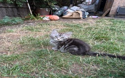 Maine Coon cats for sale: Maine Coon Kittens in Greenford - Image 16