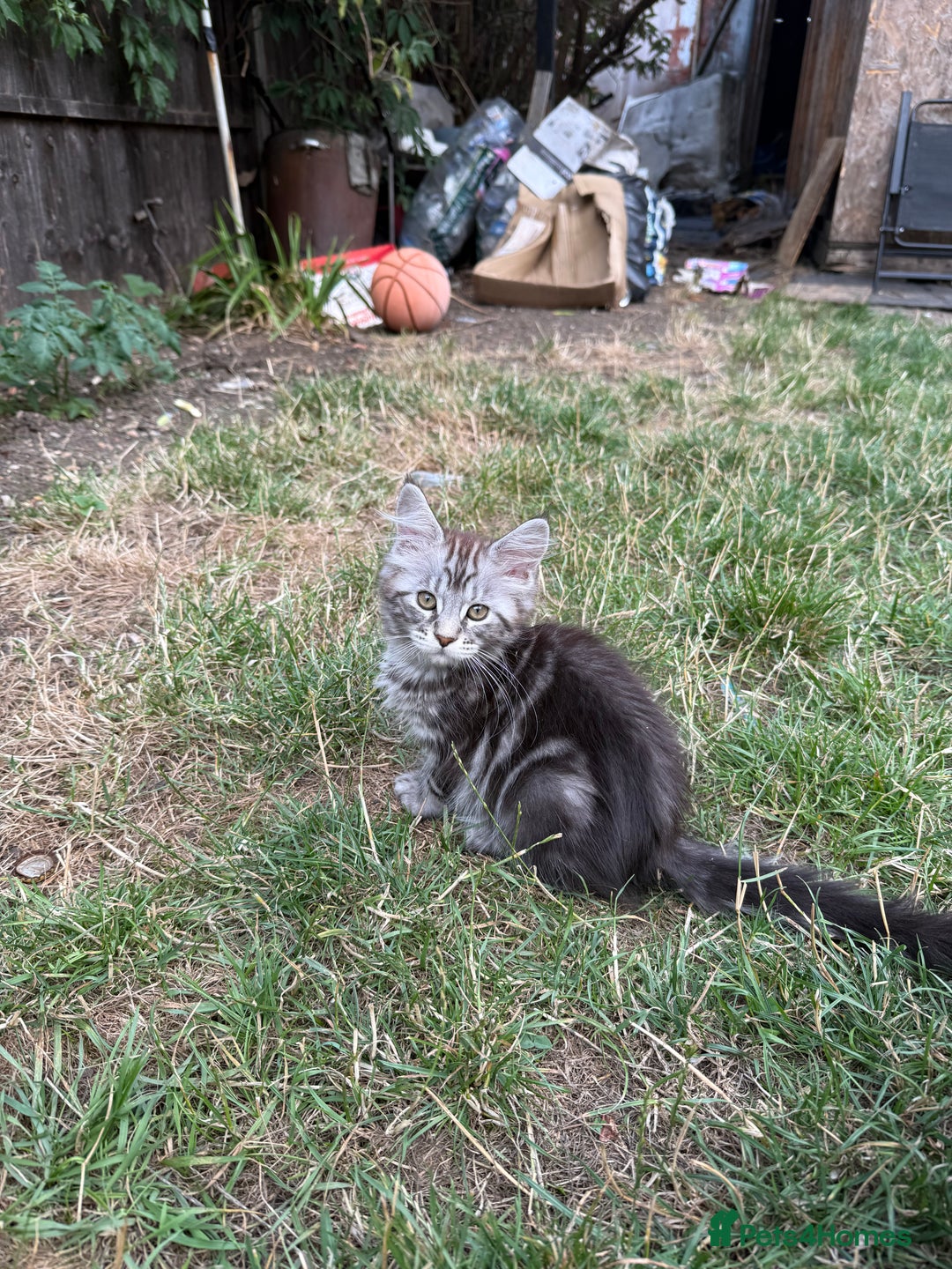 Maine Coon cats for sale: Maine Coon Kittens in Greenford - Image 16