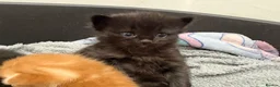 British Shorthair cats for sale: 1 beautiful kitten left - Advert 9