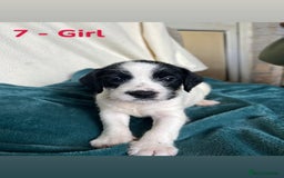 Mixed Breed dogs for sale: Old Tyme English Bulldog x Sproodle Puppies - Image 10