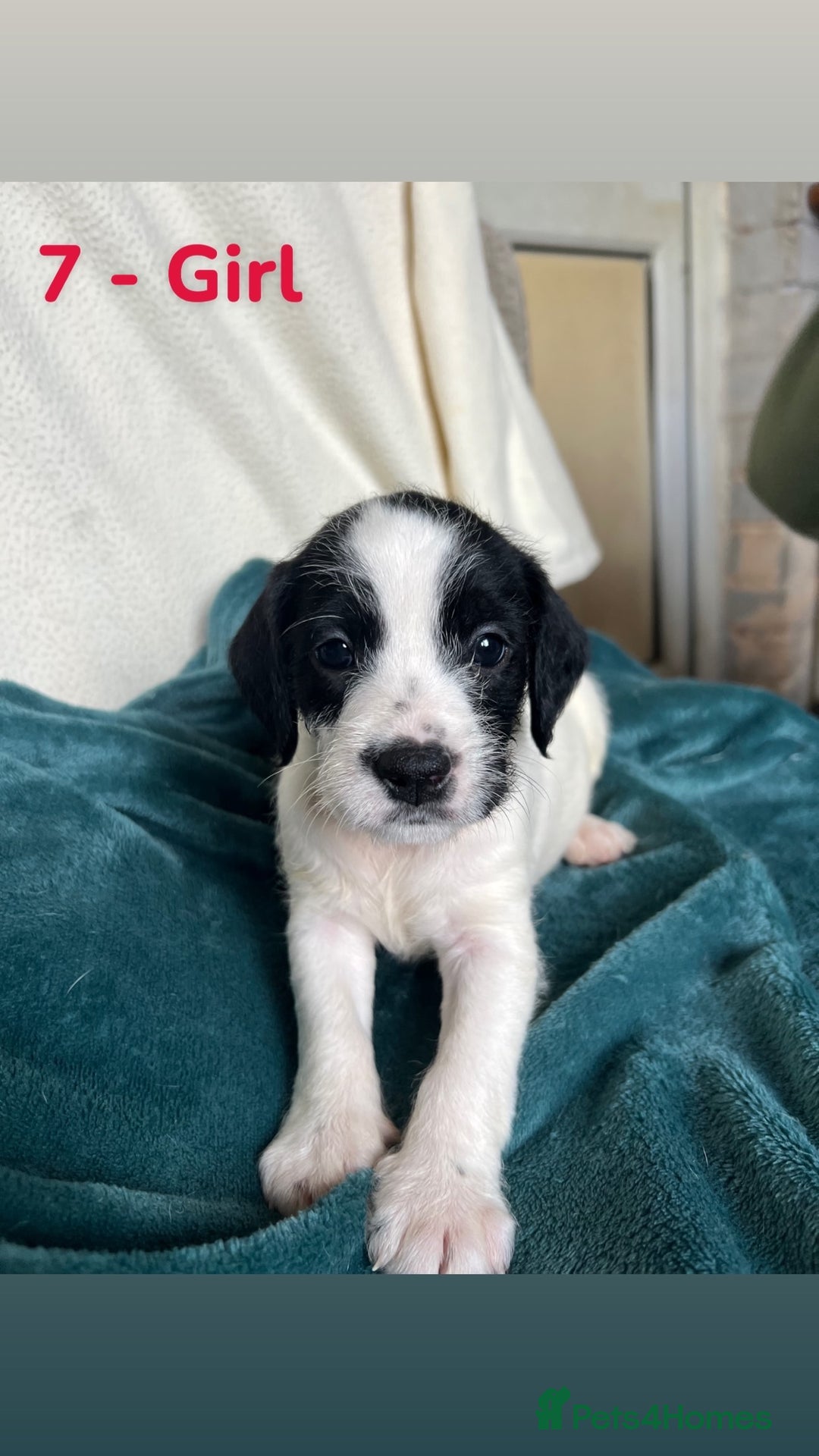 Mixed Breed dogs for sale: Old Tyme English Bulldog x Sproodle Puppies - Image 10