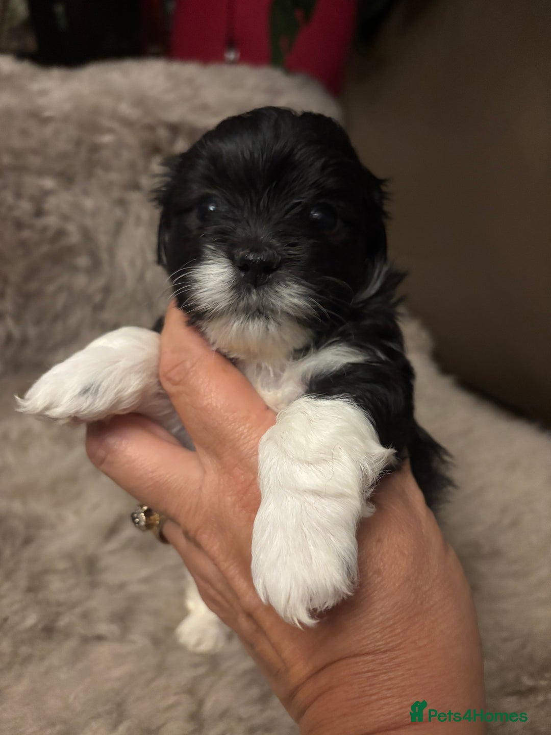 Mixed Breed dogs for sale: Adorable Bolonoodle Puppies - Advert 12