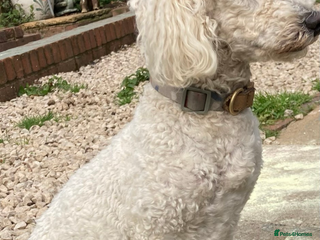 Toy Poodle dogs HANDSOME TOY POODLE FOR STUD DUTIES - Advert 2