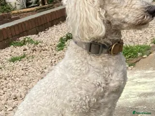 Toy Poodle dogs HANDSOME TOY POODLE FOR STUD DUTIES - Advert 8