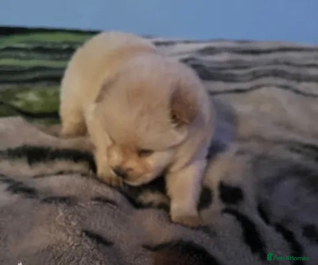 Chow Chow dogs for sale:  **  Litter of  Chow Chow Puppies - Advert 5