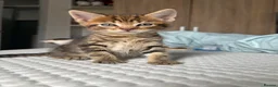 Maine Coon cats for sale: Mainecoon x bengal kittens - Advert 2