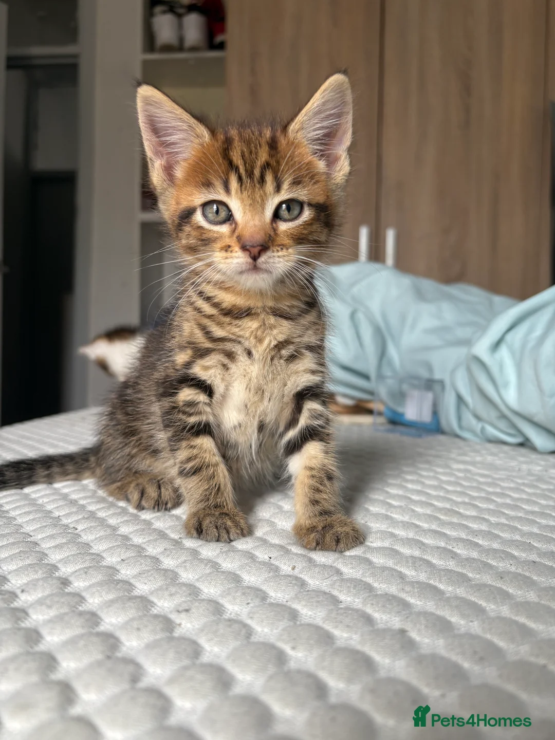 Maine Coon cats for sale: Mainecoon x bengal kittens - Advert 2