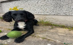 Sprocker dogs for sale: Springer Spaniel for sale  - Image 2