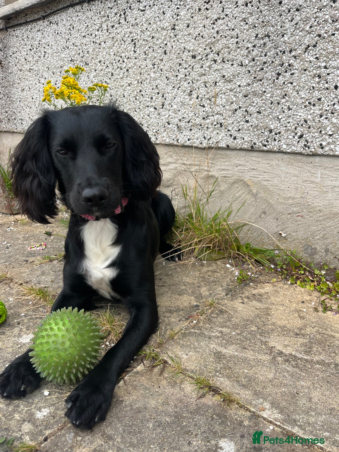 Sprocker dogs for sale: Springer Spaniel for sale  - Image 2