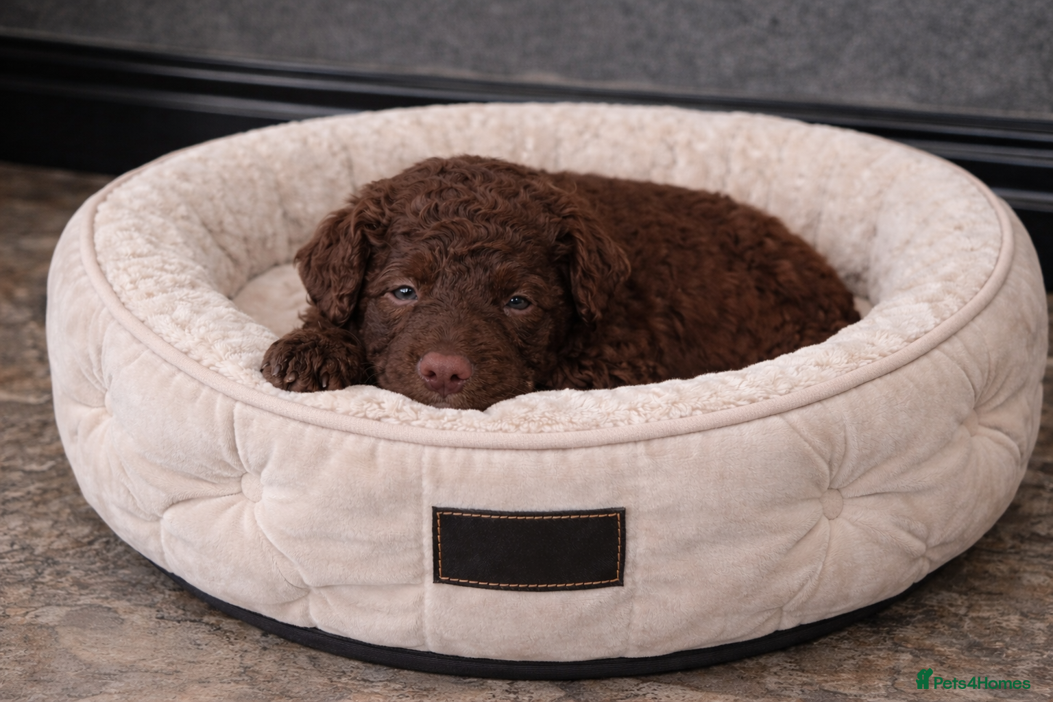 Aussiedoodle dogs Miniature Aussie Doodle Pups 🐾 ❤️ - Advert 3