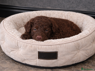 Aussiedoodle dogs Miniature Aussie Doodle Pups 🐾 ❤️ - Advert 3