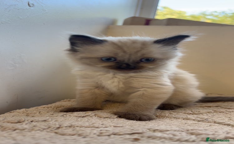 Ragdoll cats - Advert 9