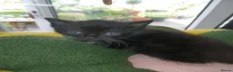 Mixed Breed cats for sale: Kittens Ready for new homes - Advert 25