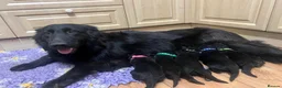 German Shepherd dogs for sale: Gorgeous Jet Black German Shepherd Puppies  - Advert 2