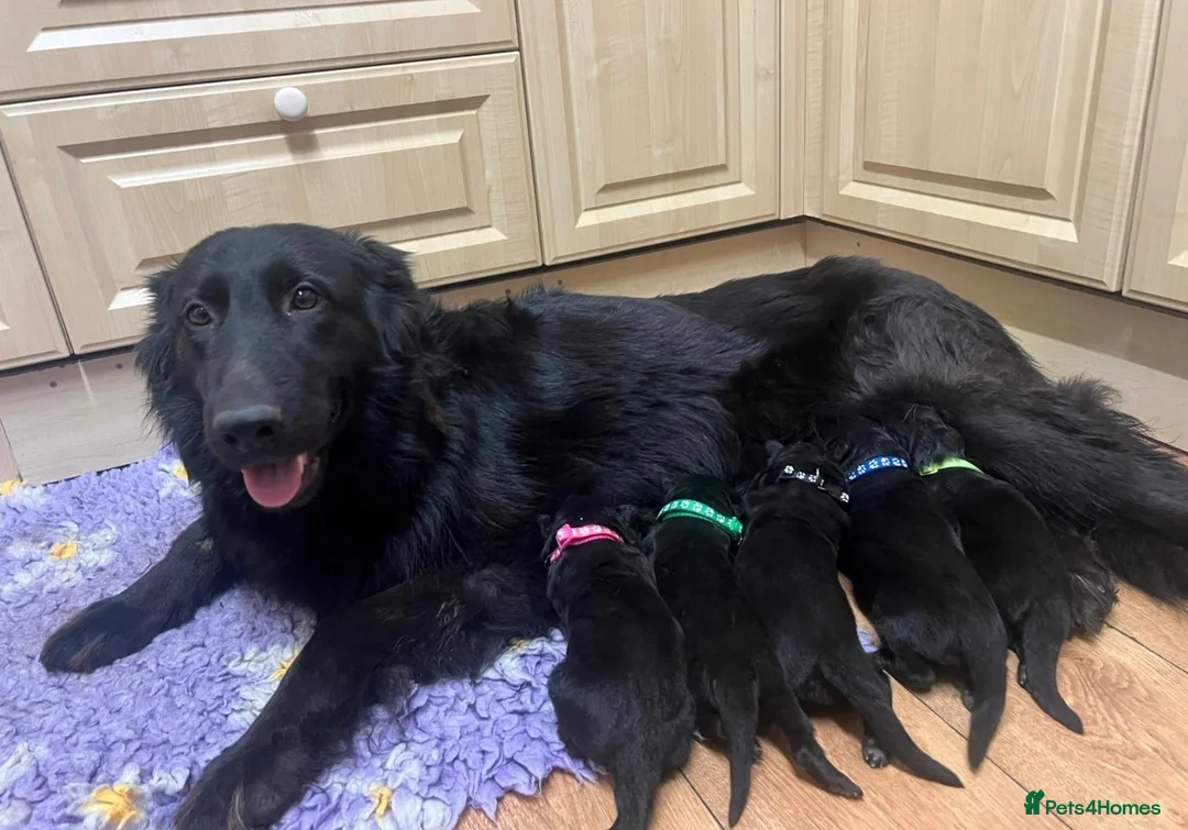 German Shepherd dogs for sale: Gorgeous Jet Black German Shepherd Puppies  - Advert 2