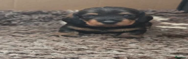 Dachshund 3