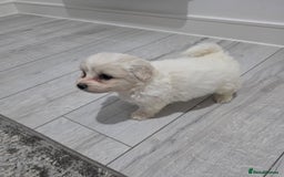 Cavachon dogs for sale: Cavachon puppies  - Image 5