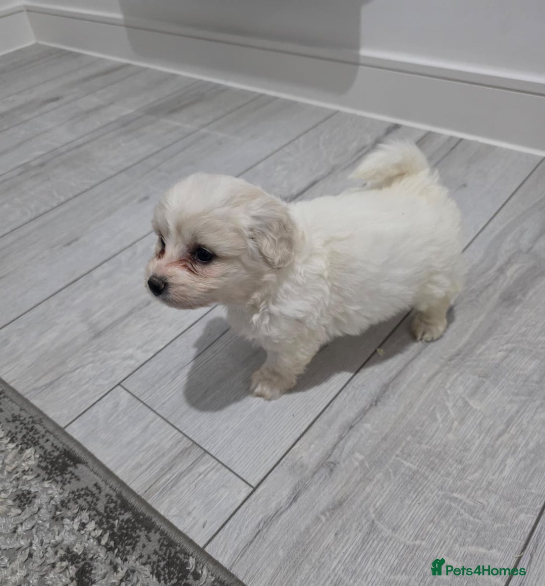Cavachon dogs for sale: Cavachon puppies  - Image 5