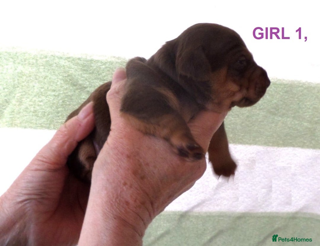 Jack Russell dogs for sale: Beautiful Muchwenlock Jack Russell puppies - Advert 21