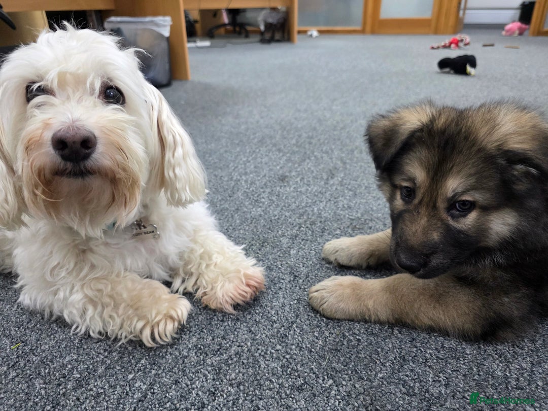 German Shepherd dogs for sale: German Shepered Longhaired Girl Large - Advert 5