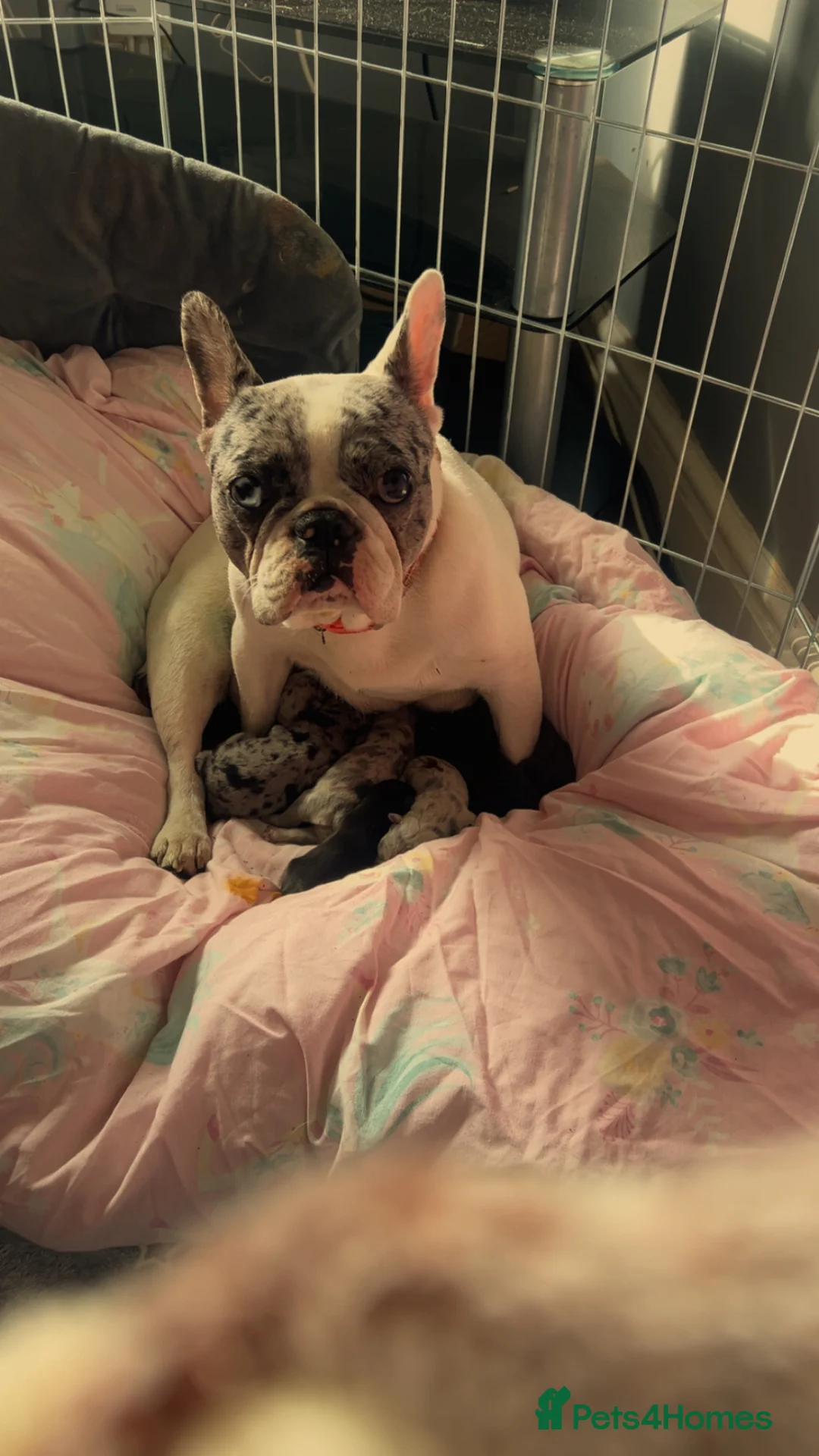 French Bulldog dogs for sale: 5 beautiful French Bulldog puppies  in Manchester - Advert 4