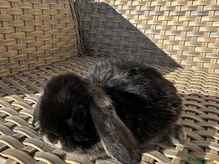 Mini Lop rabbits Lovely mini lop babies ready soon. - Advert 17