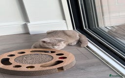 British Shorthair cats for sale: Beautiful British ShortHair Rare Fawn - Advert 13