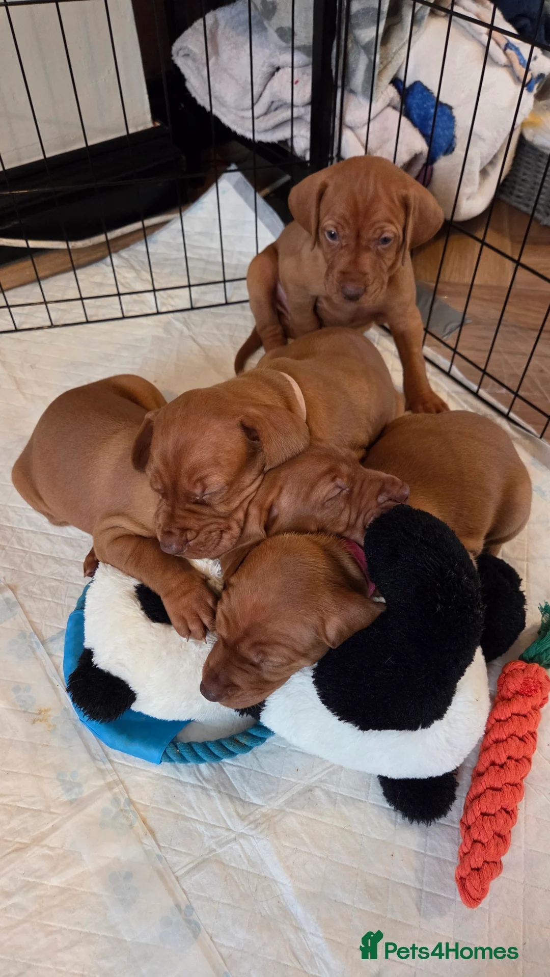 Hungarian Vizsla dogs for sale: 🧡 Hungarian Vizslas. Exceptional pedigrees 🧡 - Advert 14