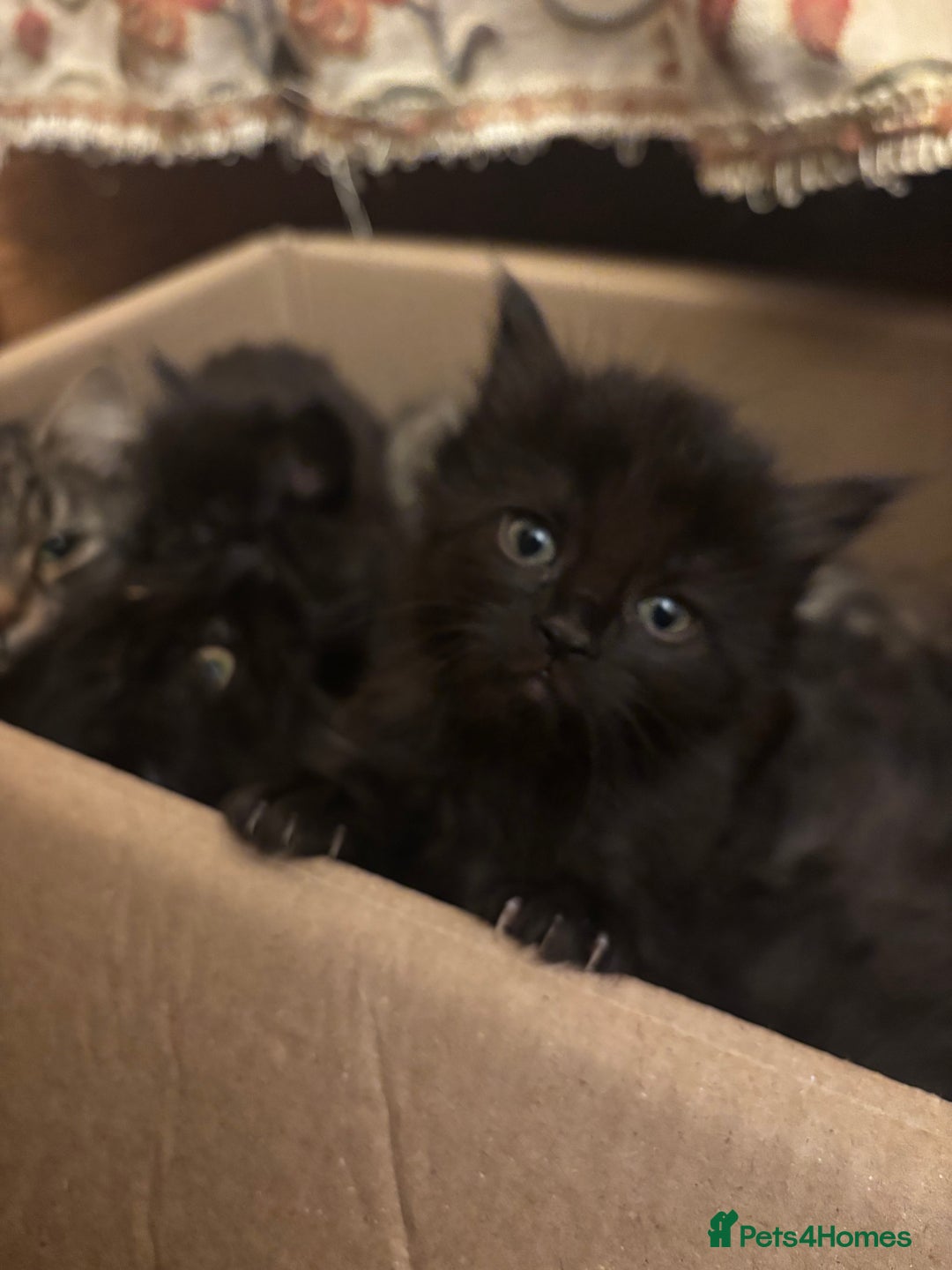 Norwegian Forest Cat cats for sale: Adorable Norwegian forest kittens for sale  - Advert 15