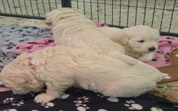 Golden Retriever dogs for sale: Top pedigree, purebred golden retriever puppies  - Image 3