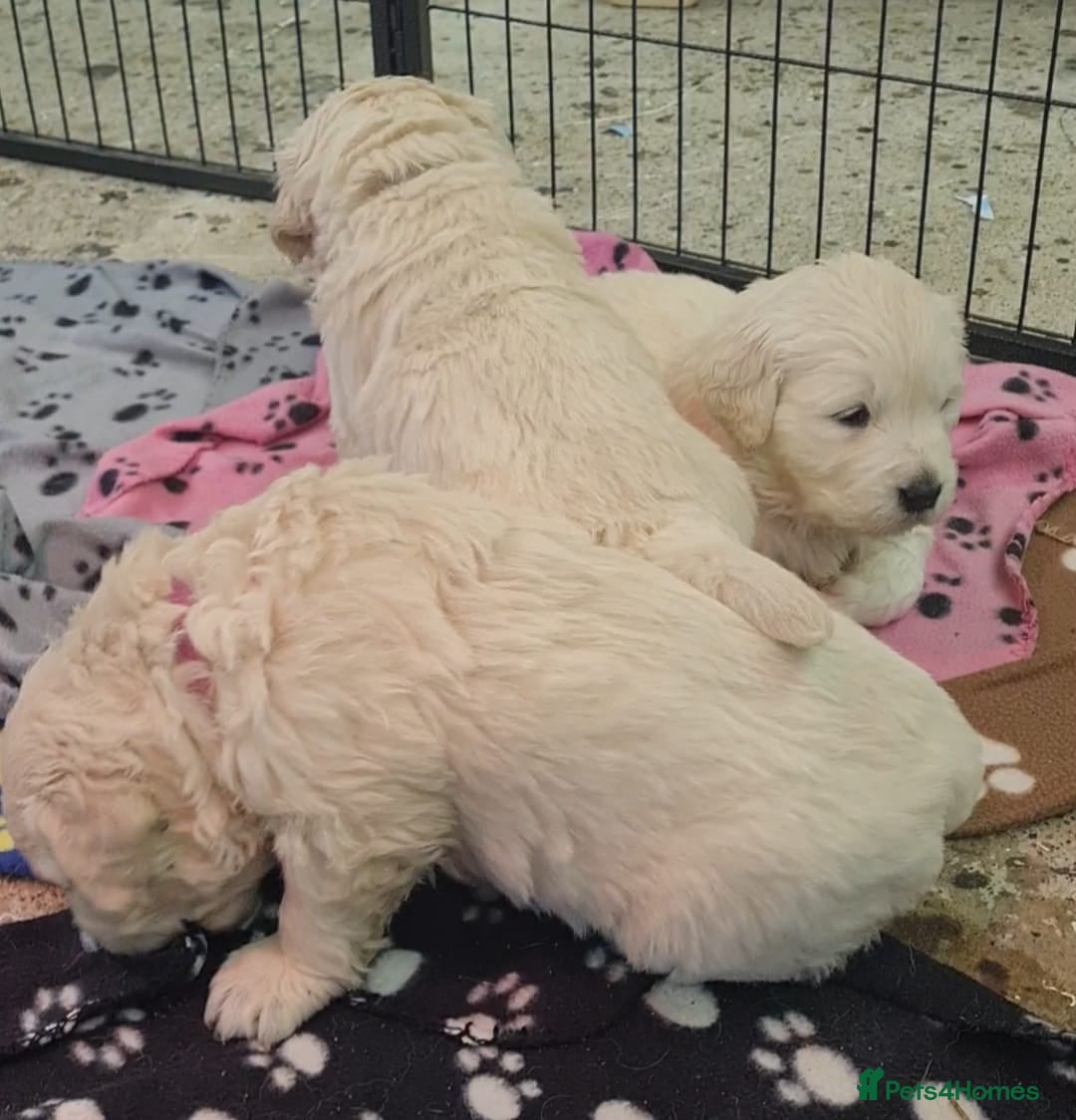Golden Retriever dogs for sale: Top pedigree, purebred golden retriever puppies  - Image 3