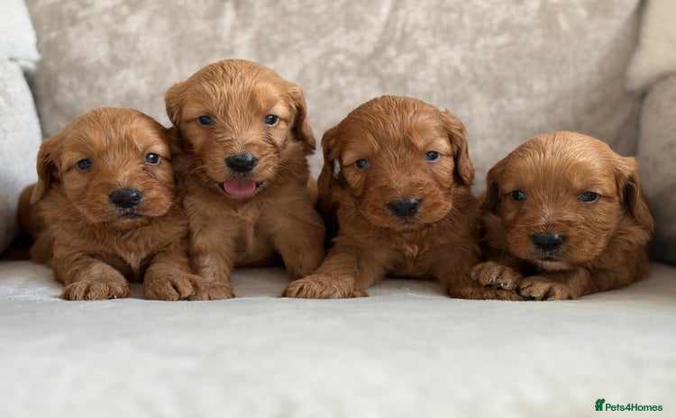 Cockapoo dogs - Advert 1