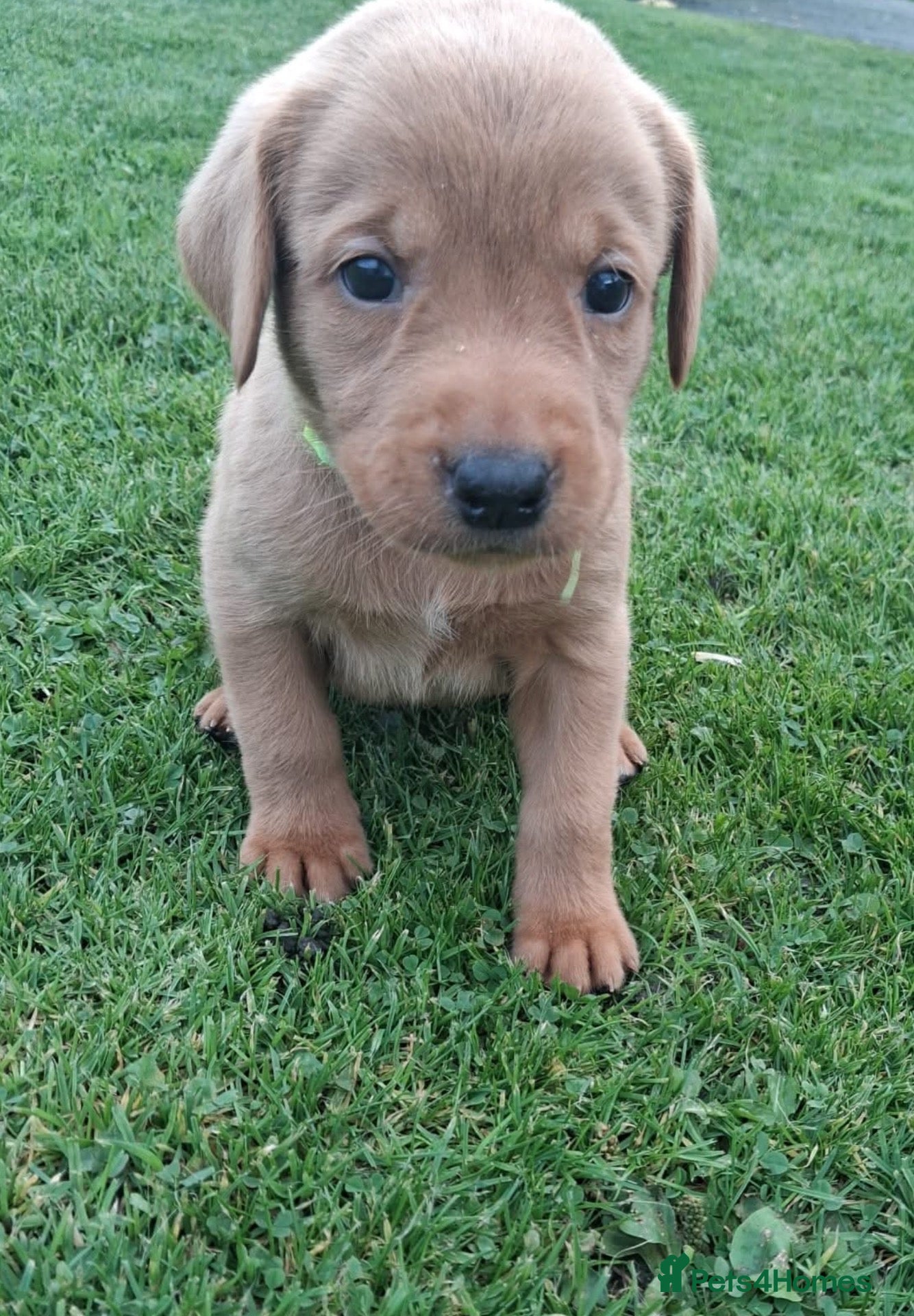 Labrador Retriever dogs LABRADOR PUPS. KC REG & COUNCIL LICENSED. 0%ROI - Advert 2