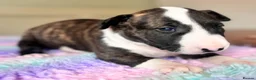 English Bull Terrier dogs for sale: TWO BEAUTIFUL GIRLS READY TO LEAVE  - Advert 8