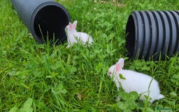 New Zealand rabbits for sale: 🐰 New Zealand White Rabbits – Friendly, Healthy🐰 - Image 3