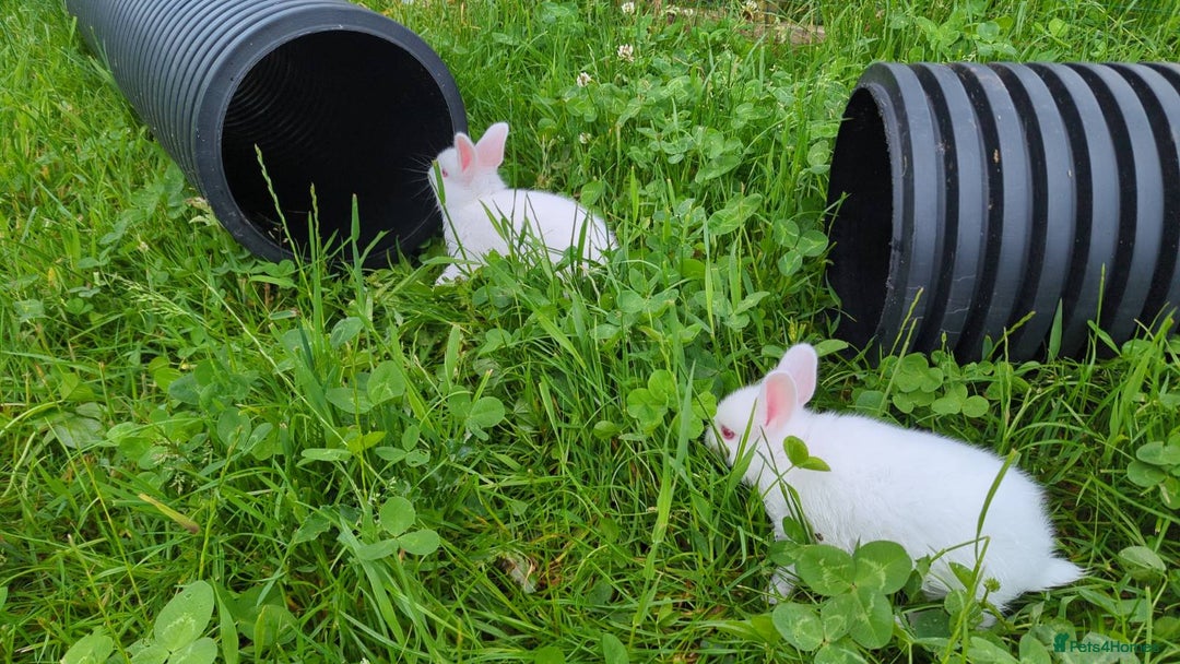 New Zealand rabbits for sale: 🐰 New Zealand White Rabbits – Friendly, Healthy🐰 - Image 3