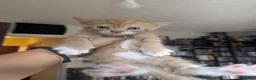 Mixed Breed cats for sale: 2 beautiful ginger kittens in Northwood - Advert 2