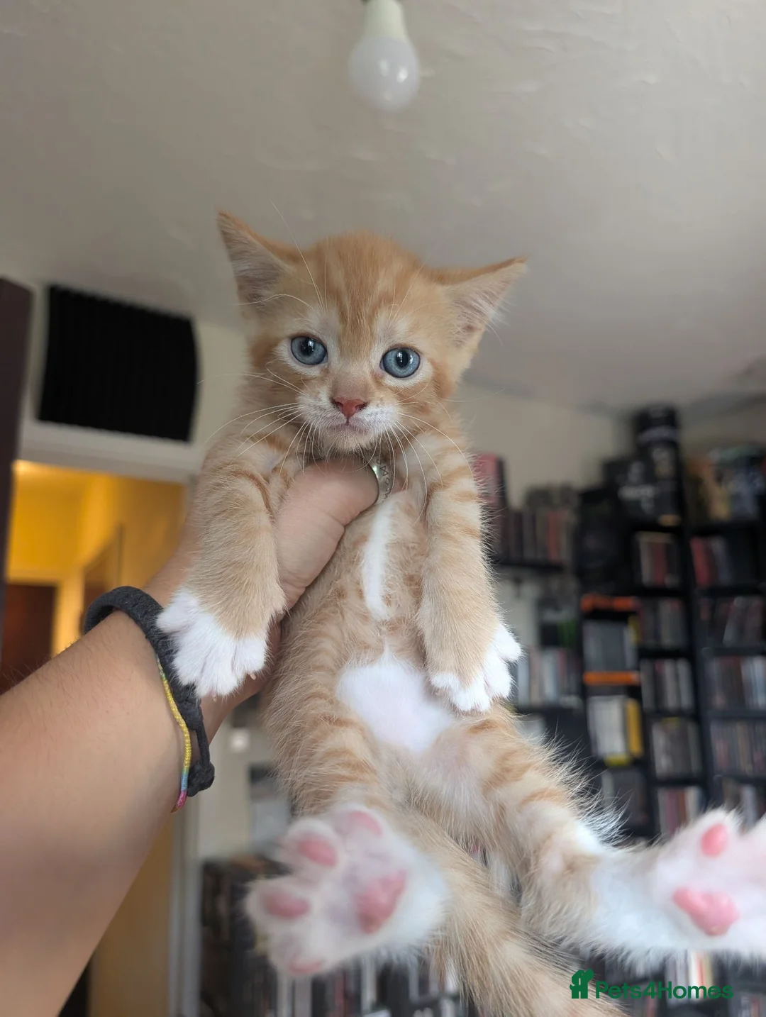Mixed Breed cats for sale: 2 beautiful ginger kittens in Northwood - Advert 2