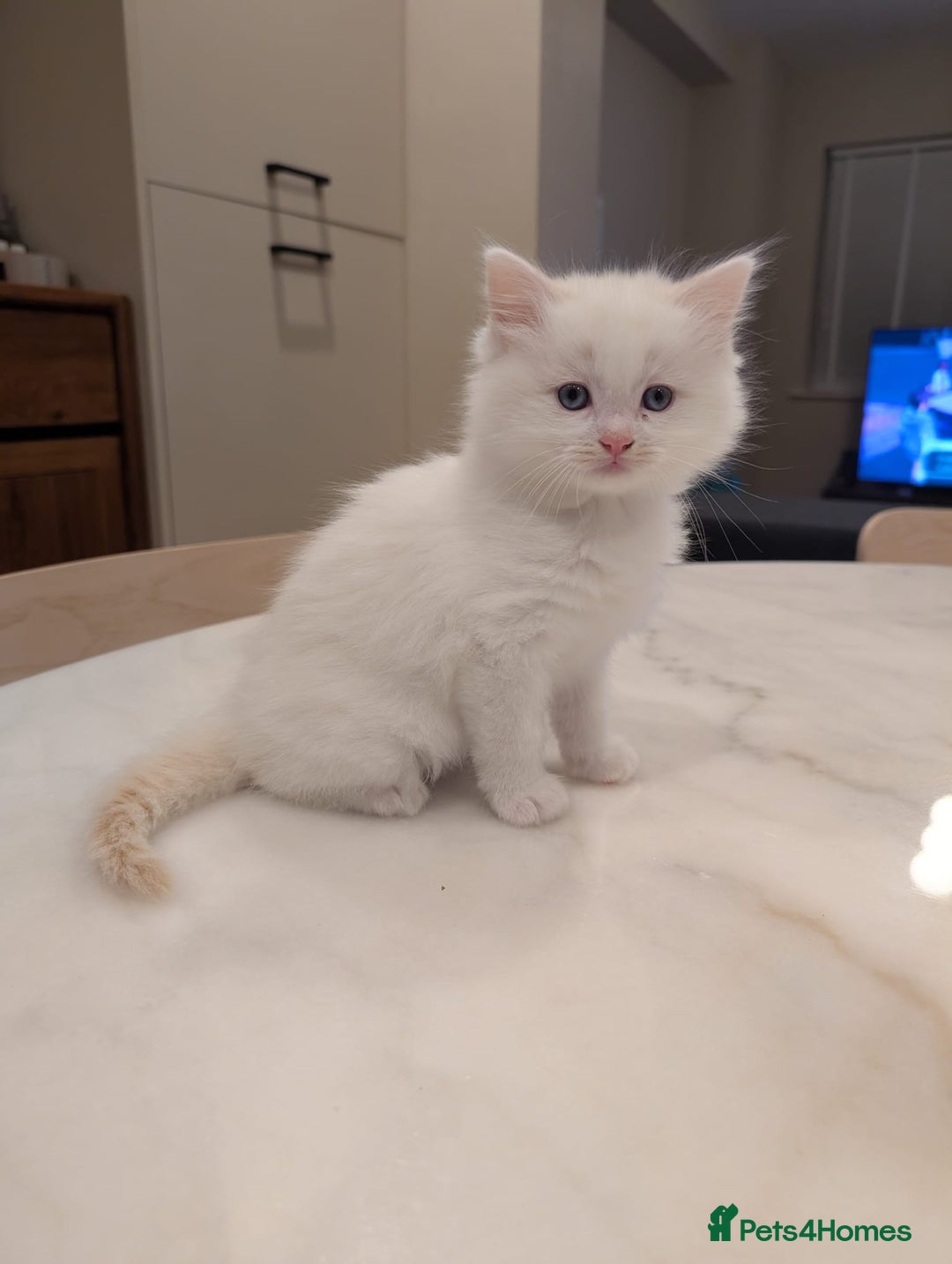 Ragdoll cats for sale: Ragdolls Kitten looking for sweet home - Advert 4