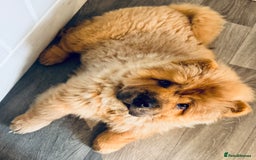 Chow Chow dogs for sale: 4 month old chow chow male  - Image 2