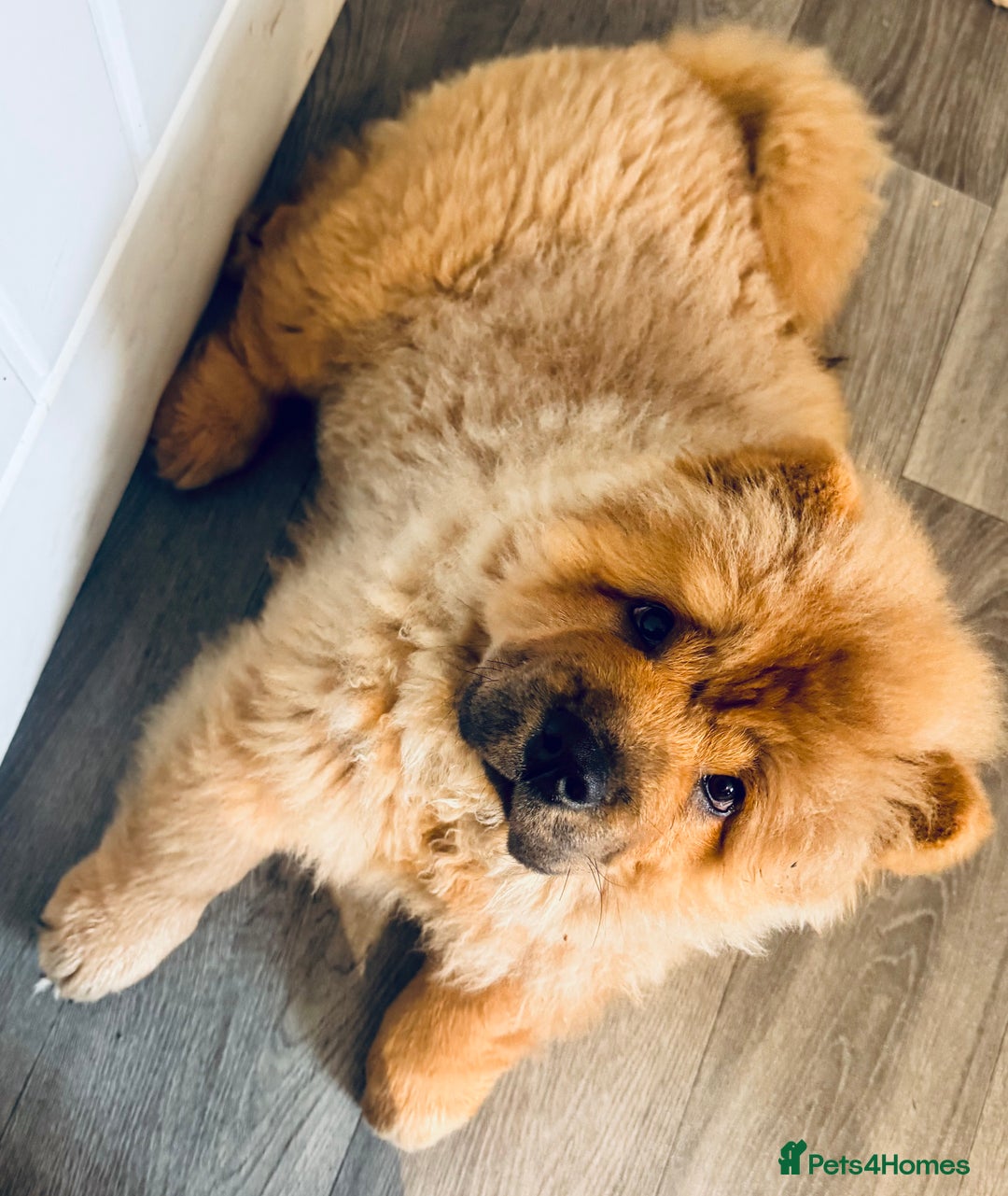 Chow Chow dogs for sale: 4 month old chow chow male  - Image 2