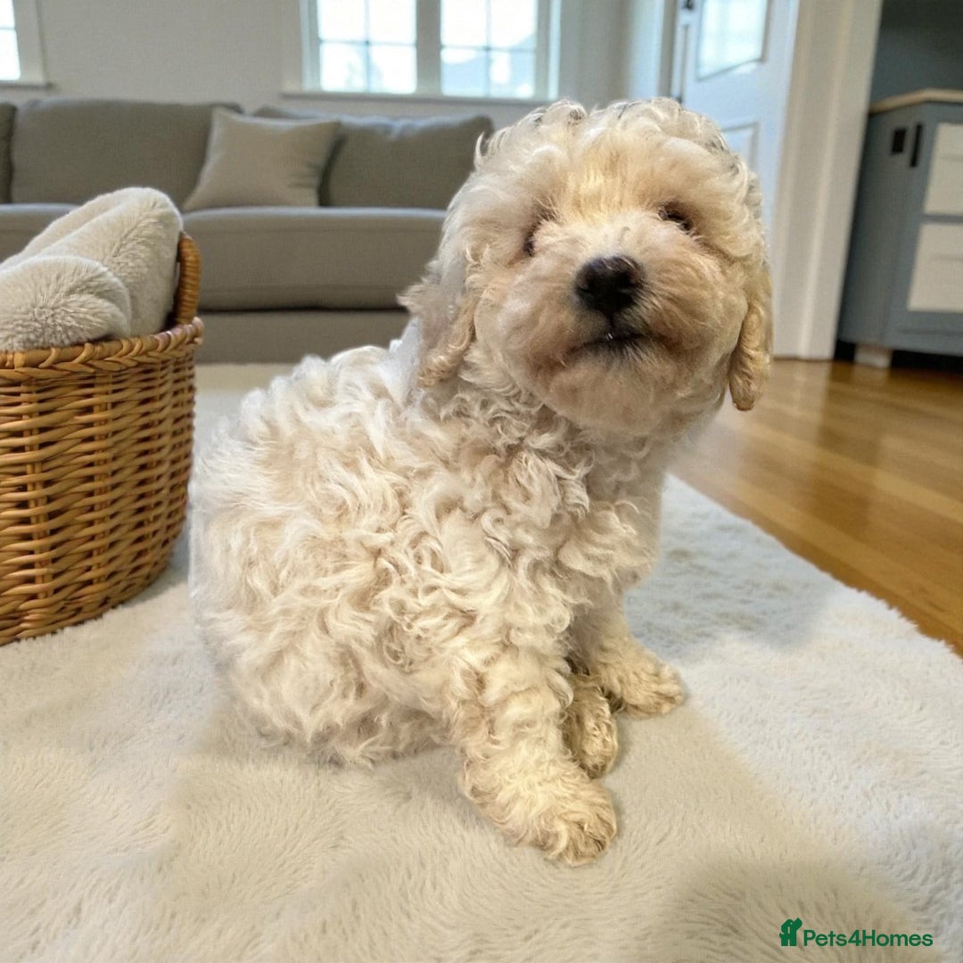Poochon dogs for sale: Beautiful Poochon Boy Puppy - Image 6