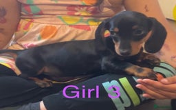 Dachshund dogs for sale: Dachshund puppies AVAILABLE NOW  - Image 13