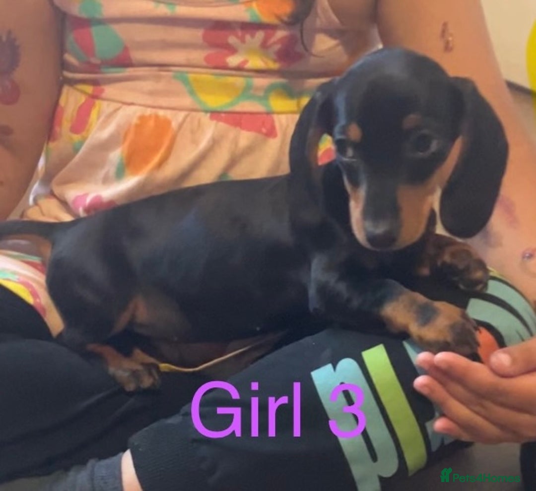 Dachshund dogs for sale: Dachshund puppies AVAILABLE NOW  - Image 13