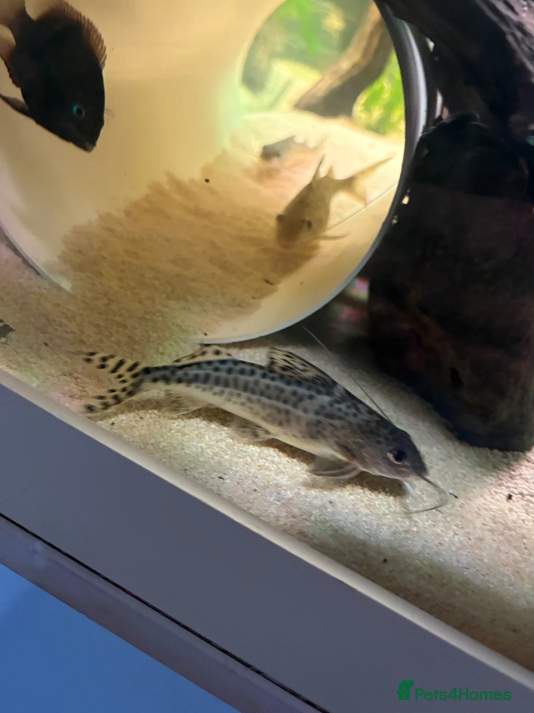 Catfish fish for sale: 3x Pictus Catfish for sale in Northampton - Advert 2