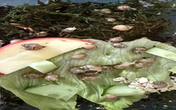 Snails invertebrates for sale: Lissachatina fulica babies - Image 1