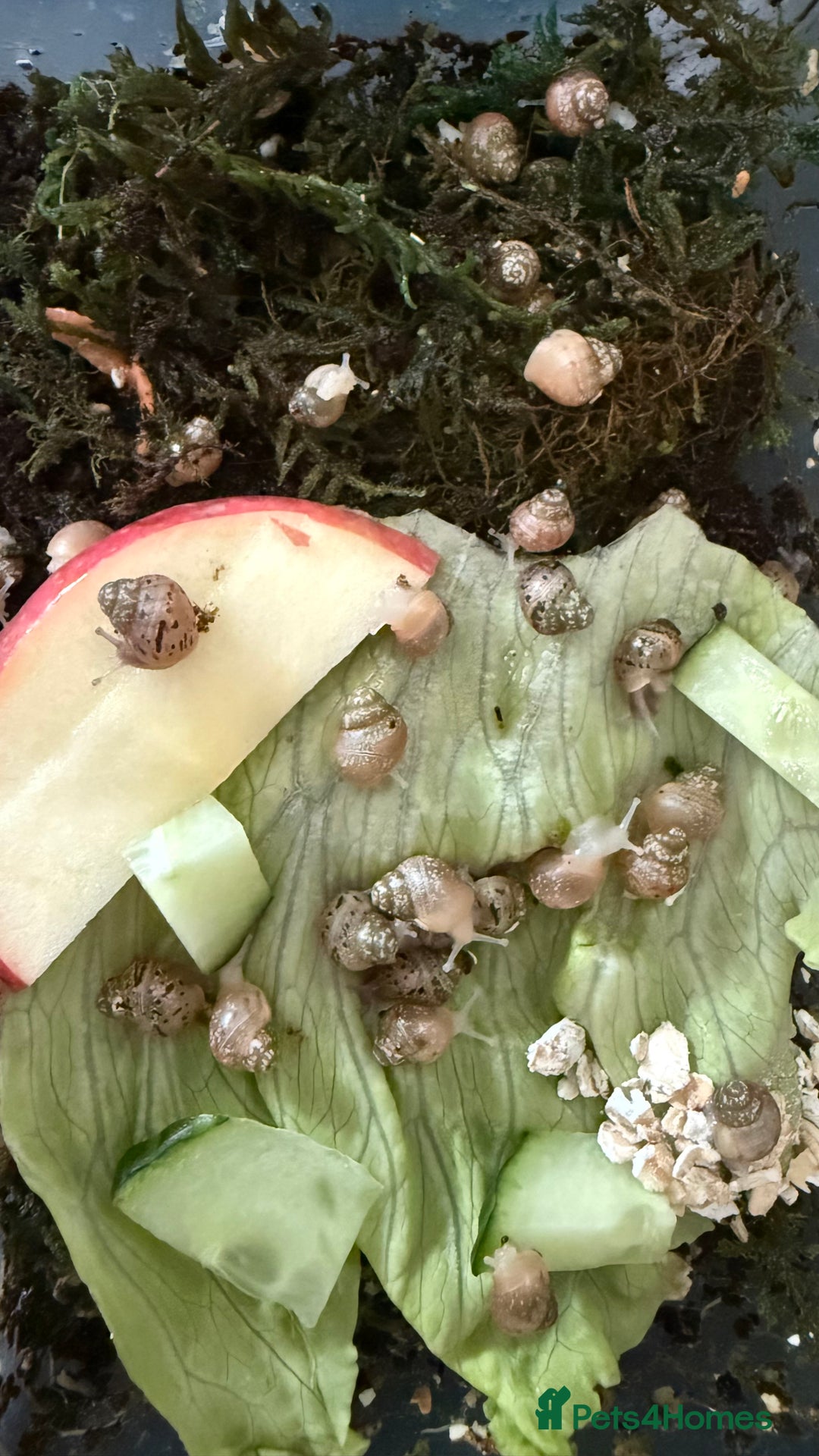 Snails invertebrates for sale: Lissachatina fulica babies - Image 1