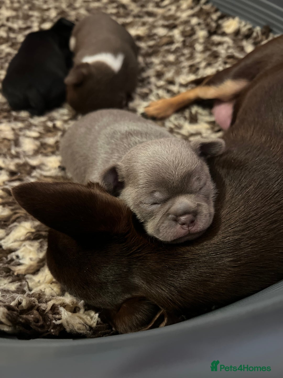 Chihuahua dogs for sale: Kc registered lilac chihuahua girl - Advert 5
