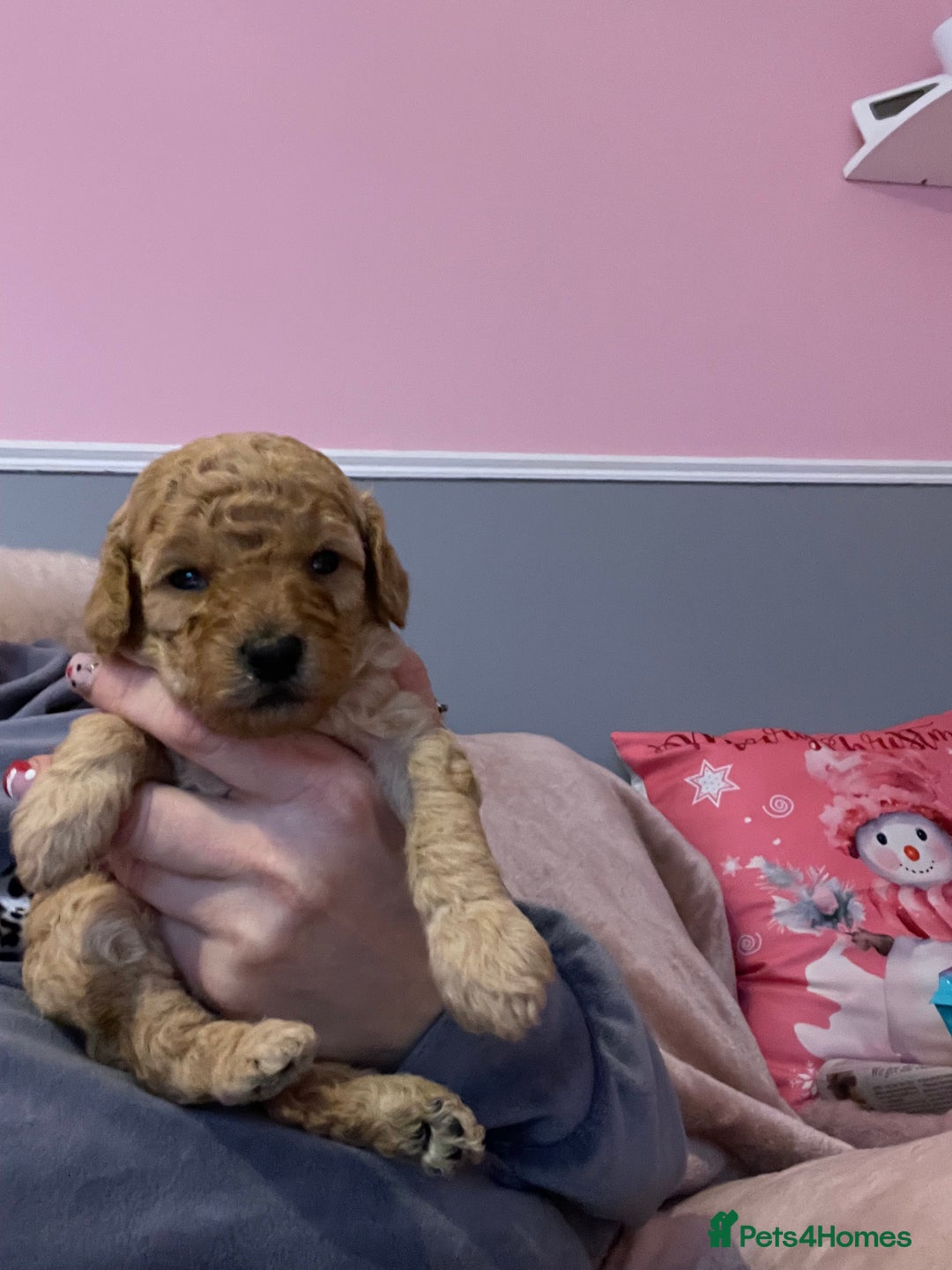 Toy Poodle dogs for sale: Stunning toy poodle puppies - Advert 14